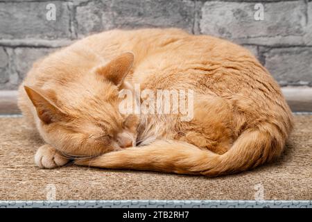 Die heimische Ingwerkatze liegt auf einem Kratzbaum. Rote Katze schläft auf einem Kratzbaum Stockfoto