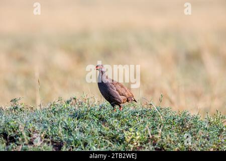 Ein Portraitfoto eines Rothals-Spornhuhns vor braunem Hintergrund, der Vogel ist isoliert. Stockfoto