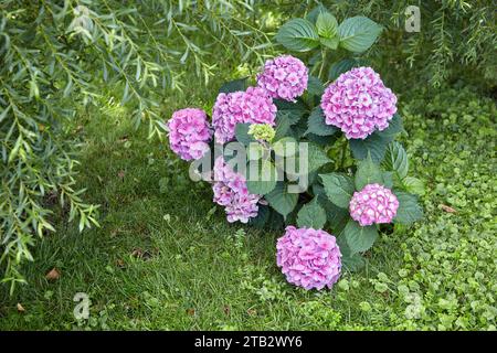Lila Hortensie-Busch auf einem grünen Rasen Stockfoto