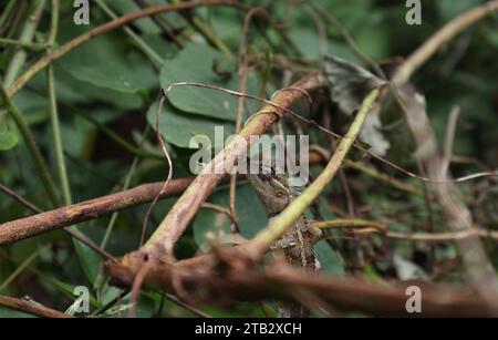 Eine orientalische Garteneidechse (Calotes versicolor) ist perfekt getarnt zwischen den bräunlichen Wildstämmen, wie man bei der Aussicht durch die Stämme sieht Stockfoto