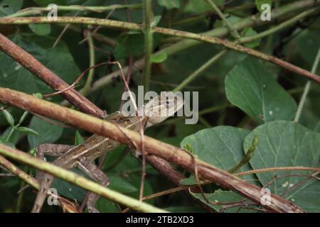 Blick aus einem hohen Winkel auf eine hell bräunlich-olivfarbene orientalische Garteneidechse (Calotes versicolor), die auf den bräunlichen wilden Stämmen sitzt Stockfoto