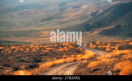 Feldweg in einer wunderschönen Wüstensteppe zwischen gelben Büschen Stockfoto