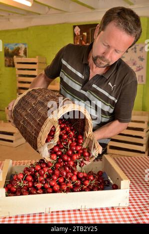 Claire and Pascal Crevel's Obstfarm in Le Mesnil-sous-Jumieges (Nordfrankreich): Kirschernte im seine-Tal. Bauernmarkt, Korbkorb Fil Stockfoto