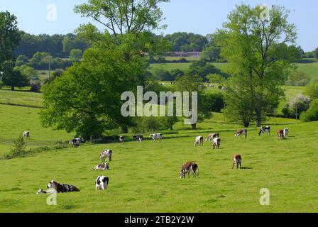 Normandenrinder auf einer Wiese, Herde Kühe auf einer Wiese Stockfoto