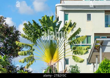 Ravenala wächst unter Wohngebäuden in Thailand. Stockfoto