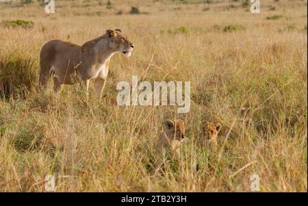 Ein hintergrundbeleuchtetes Foto von Löwenjungen mit Mutter in Masai Mara, Kenia Stockfoto