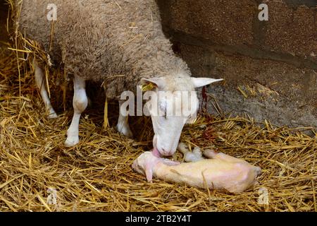 Schafzucht: Schafe in der Lammzeit, zur Geburt von Lämmern. Schafe lecken sein Lamm Stockfoto