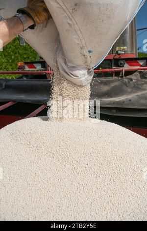 Düngemittel auf Weizen in der Kopfstufe verteilen. Yara Dünger für landwirtschaftliche Zwecke, Düngersäcke, die von einem Traktor angehoben werden, YaraBela EXTRAN (33 % N), gran Stockfoto