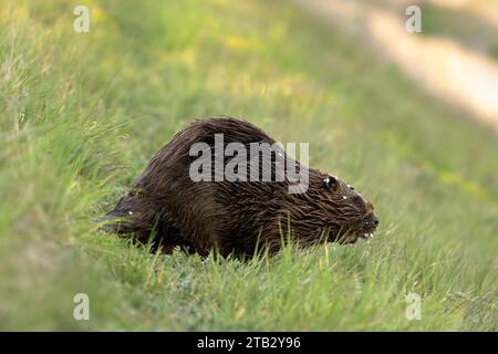 Eurasischer Biber Castor Fiber im hohen Gras bei Sonnenuntergang. Mit nassem Fell. Seitenansicht, Nahaufnahme. Stream Bank. Trencin Kostolna, Slowakei Stockfoto