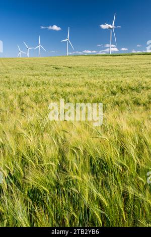 Windpark: Windkraftanlagen inmitten von Kulturfeldern. Fünf Windenergieanlagen hintereinander. Feld von bere Stockfoto