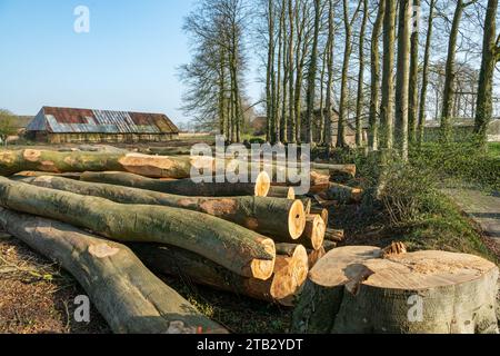 Buchenrinde oder Blattkrankheit, Buche Fällen auf dem Land: Gestapelte Stämme, Baumstümpfe entlang einer Straße Stockfoto