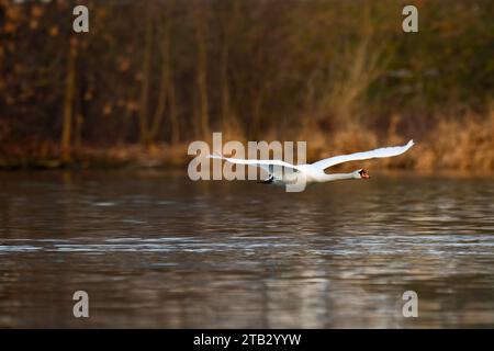 Schwan im Flug. Fliegen mit ausgebreiteten Flügeln über den Fluss bei Sonnenuntergang. Niedrig über der Wasseroberfläche. Gattung Cygnus olor. Trencin, Slowakei Stockfoto