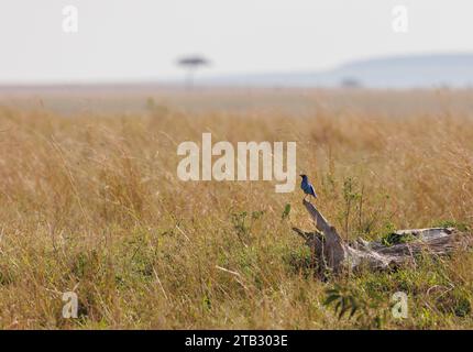 Ein Foto eines hervorragenden Sterns auf einem umgefallenen Baumzweig in Masai Mara Kenia mit Blick auf die offene Savanne Stockfoto