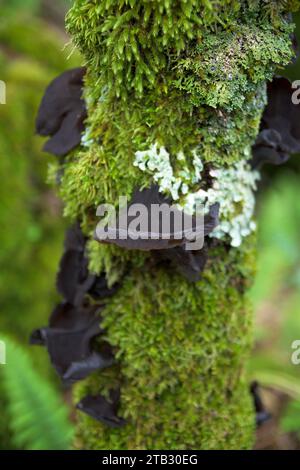 Auricularia Auricula Judae junger Judas Ohr in schwarzem Ton auf Baumstamm mit Moos und Flechten im feuchten Wald Stockfoto