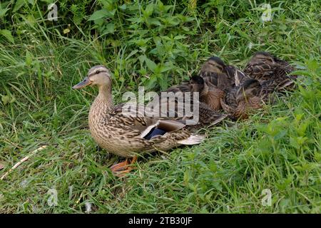 Stockente Anas platyrhynchos Weibchen mit schlafenden Enten, Nahaufnahme. Schöne Familie, die in hohem Gras ruht. Stream Bank. Trencin, Slowakei Stockfoto