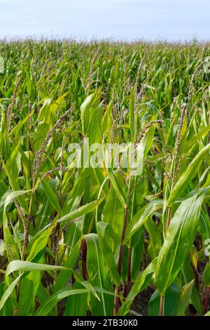 Maisfeld mit fast reifem Mais unter blauem Himmel. Bild mit Kopierraum. Stockfoto