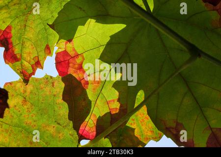 Nahaufnahme mehrfarbiger hinterleuchteter Traubenblätter in Grün, Rot und Orange. Natürlicher Herbst-Hintergrund. Herbstblätter mit sichtbaren Adern an einer Rebe Stockfoto