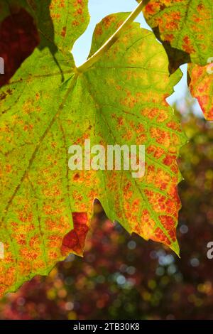 Nahaufnahme mehrfarbiger hinterleuchteter Traubenblätter in Grün, Rot und Orange. Natürlicher Herbst-Hintergrund. Herbstblätter mit sichtbaren Adern an einer Rebe Stockfoto