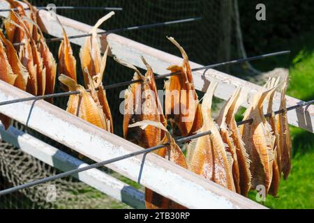 Getrockneter Fisch auf Metallstäben. Fischkonservierung durch Trocknen an der Außenluft. Stockfoto