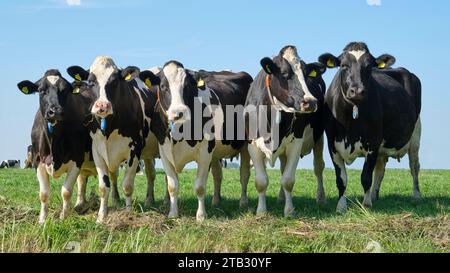 Eine Gruppe von schwarz-weißen friesischen Holsteinkühen auf einer sonnigen Weide unter blauem Himmel, die neugierig in die Kamera schaut Stockfoto