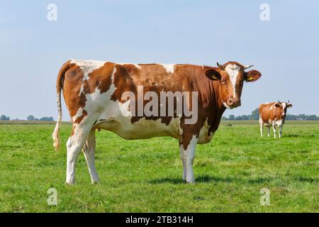 Friesische rote und weiße Kühe mit Hörnern auf einer sonnigen Wiese in Friesland, Niederlande im Sommer. Stockfoto