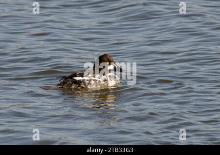 Goldeneye, Bucephala clangula, unreifes Männchen Stockfoto