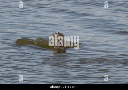 Gewöhnliches Goldeneye, Bucephala clangula, unreifes männliches Tauchen Stockfoto