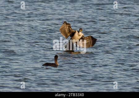 Doppelwandige Kormorane, Phalacrocorax auritus, eine Landung auf dem Wasser Stockfoto