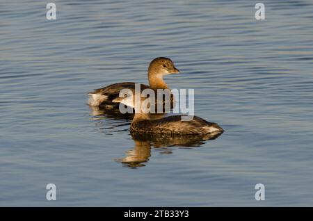 Pied – abgerechnet Haubentaucher, Podilymbus podiceps Stockfoto