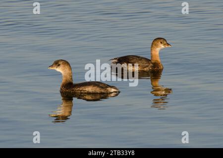 Pied – abgerechnet Haubentaucher, Podilymbus podiceps Stockfoto