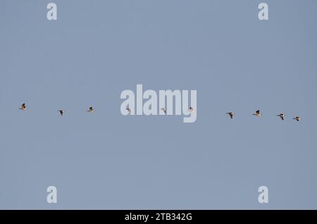 Kanadagänse, Branta canadensis, im Flug Stockfoto