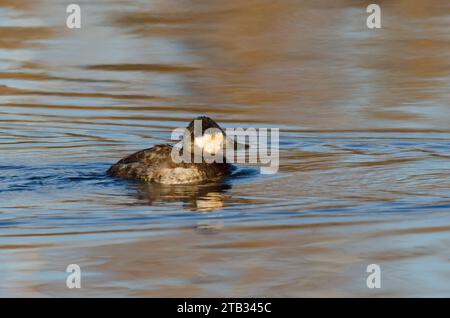 Ruddy Duck, Oxyura jamaicensis, männlich Stockfoto