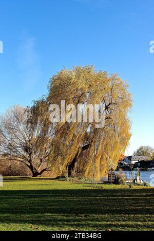 Trauerweide, Salix Chrysocoma in herbstlicher Farbe an der Themse an einem sonnigen Herbsttag, Shepperton Surrey England Großbritannien Stockfoto