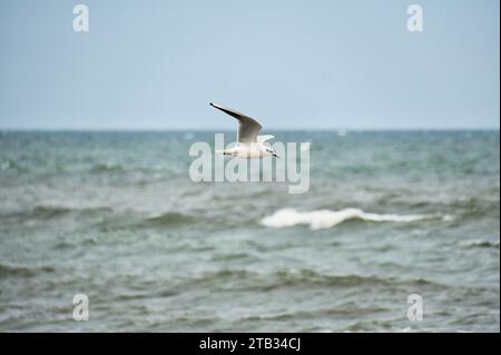 Möwe fliegt über die Ostsee an der Küste vor dem Strand. Tierfoto eines Vogels. Stockfoto