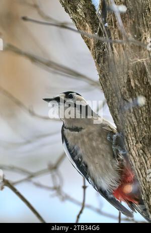 Toller Fleckenspecht, der im Winter nach Essen sucht Stockfoto