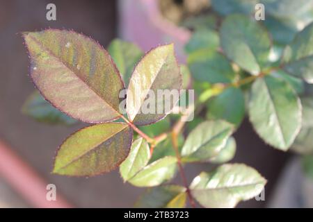 Nahaufnahme des wunderschönen Rosenblattes Rosa-Chinensis-Blatt mit einer glatten und geschmeidigen Textur, die zum Berühren einlädt. Stockfoto