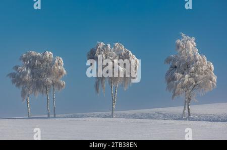 Winterliches Landschaft der Winter hat die Landschaft rund um die deutsche Gemeinde Degernau, welche ein Ortssteil von Wutöschingen ist, fest im Griff. Degernau, Deutschland, 03.12.2023 *** Winterlandschaft der Winter hat die Landschaft rund um die deutsche Gemeinde Degernau, die Teil von Wutöschingen Degernau ist, 03 12 2023 Credit: Imago/Alamy Live News Stockfoto