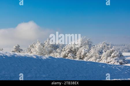 Winterliches Landschaft der Winter hat die Landschaft rund um die deutsche Gemeinde Degernau, welche ein Ortssteil von Wutöschingen ist, fest im Griff. Degernau, Deutschland, 03.12.2023 *** Winterlandschaft der Winter hat die Landschaft rund um die deutsche Gemeinde Degernau, die Teil von Wutöschingen Degernau ist, 03 12 2023 Credit: Imago/Alamy Live News Stockfoto