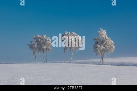 Winterliches Landschaft der Winter hat die Landschaft rund um die deutsche Gemeinde Degernau, welche ein Ortssteil von Wutöschingen ist, fest im Griff. Degernau, Deutschland, 03.12.2023 *** Winterlandschaft der Winter hat die Landschaft rund um die deutsche Gemeinde Degernau, die Teil von Wutöschingen Degernau ist, 03 12 2023 Credit: Imago/Alamy Live News Stockfoto