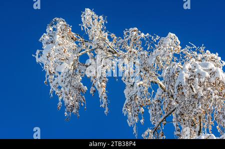 Winterliches Landschaft der Winter hat die Landschaft rund um die deutsche Gemeinde Degernau, welche ein Ortssteil von Wutöschingen ist, fest im Griff. Degernau, Deutschland, 03.12.2023 *** Winterlandschaft der Winter hat die Landschaft rund um die deutsche Gemeinde Degernau, die Teil von Wutöschingen Degernau ist, 03 12 2023 Credit: Imago/Alamy Live News Stockfoto