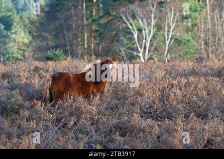 Pony am Mogshade Hill im New Forest National Park, Hampshire, England, Großbritannien Stockfoto