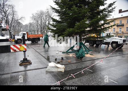 Lviv, Ukraine. Dezember 2023. Arbeiter installieren einen Weihnachtsbaum auf dem Platz vor der Oper in Lemberg. Nach langen Gesprächen wurde trotz der Machbarkeit eines Weihnachtsbaums während des russisch-ukrainischen Krieges entschieden, diesen trotzdem zu installieren. Ein Bewohner der Gemeinde präsentierte der Stadt den Weihnachtsbaum von seinem eigenen Bauernhof. Daher wurde kein Geld aus dem Budget für sie ausgegeben. Beleuchtung, die 2018 gekauft wurde, wird zur Beleuchtung des Weihnachtsbaums verwendet. (Foto: Pavlo Palamarchuk/SOPA Images/SIPA USA) Credit: SIPA USA/Alamy Live News Stockfoto