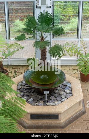 Das Charybdis, ein wirbelndes Wasserspiel, das 2006 von Giles Raynor entworfen wurde, im Queen Elizabeth Temperate House, Savill Garden, Großbritannien, mit Baumfarn Stockfoto