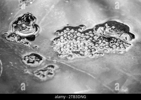 Steyning 1995: Frösche und Froschspawn in einem Teich Stockfoto