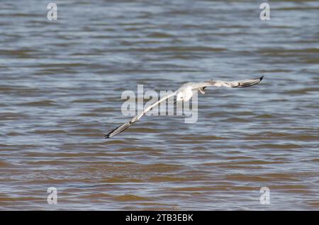 Bonapartes Möwe, Chroicocephalus philadelphia, im Flug Stockfoto