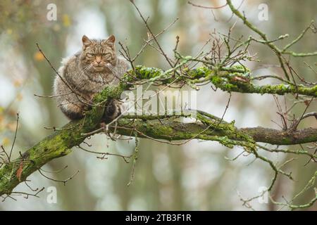 Männliche europäische Wildkatze, Felis silvestris Stockfoto