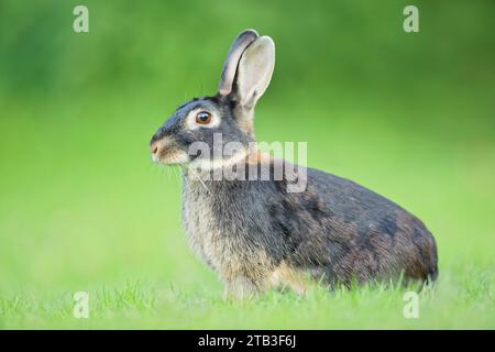 Wildkaninchen, Oryctolagus cuniculus Europäisches Kaninchen, Oryctolagus cuniculus Stockfoto