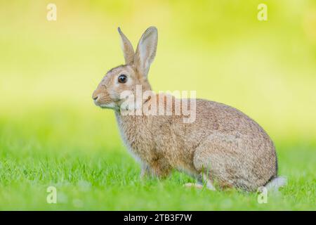 Wildkaninchen, Oryctolagus cuniculus Europäisches Kaninchen, Oryctolagus cuniculus Stockfoto