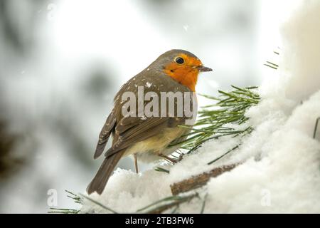 Europäischer Rotkehlchen sitzt im Winter auf einem schneebedeckten Zweig Stockfoto