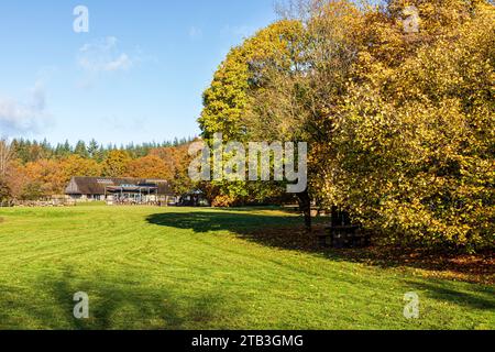 Herbstfarben im Royal Forest of Dean - Forestry Englands Beechenhurst Cafe & Picknick Site in der Nähe von Speech House, Gloucestershire, England, Großbritannien Stockfoto